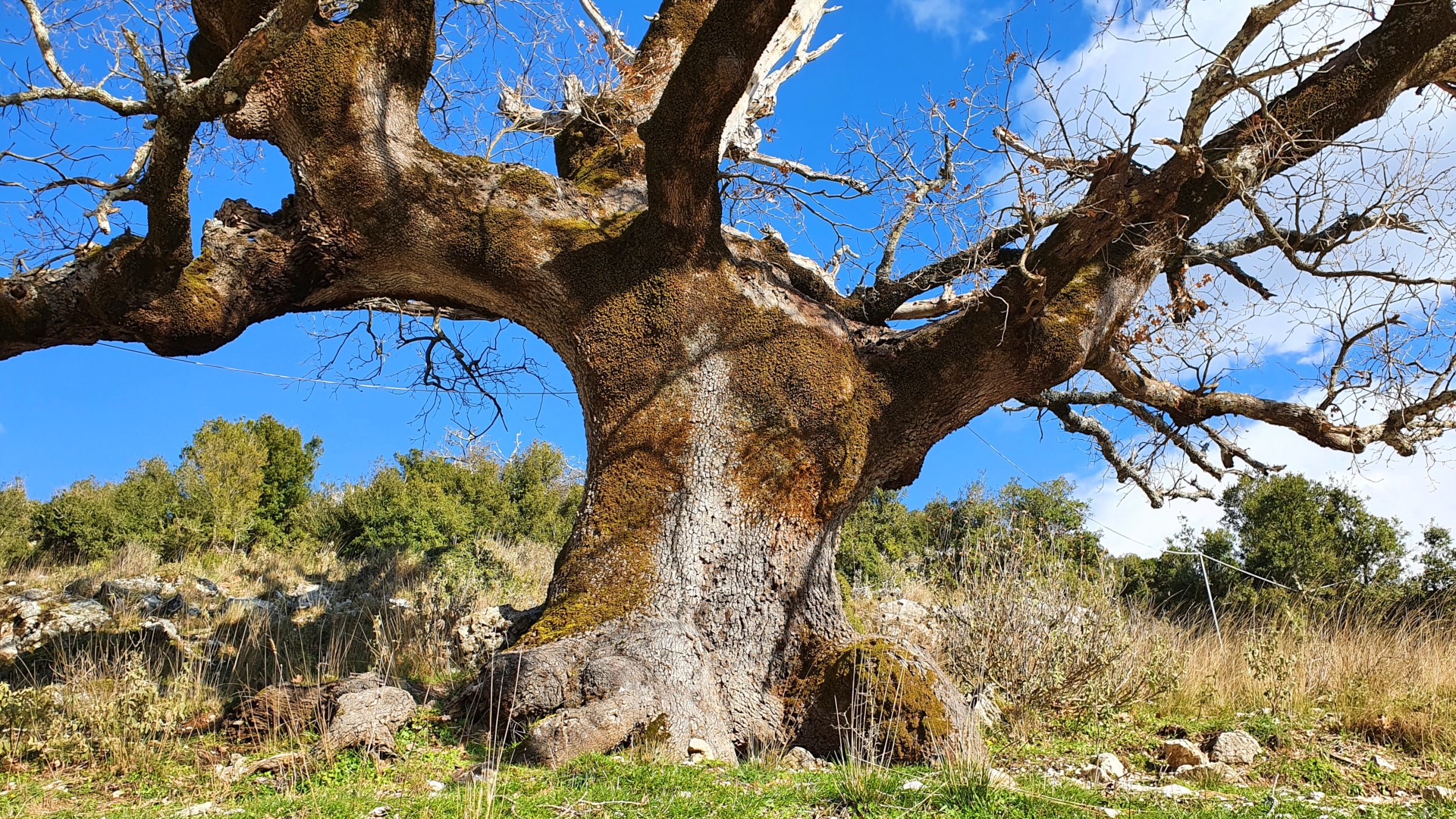 image presenting excursion Centuries-old oak species in Agia Paraskevi